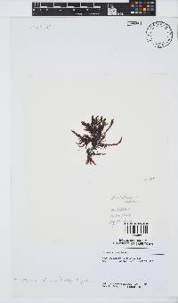 Callithamnion collabens image