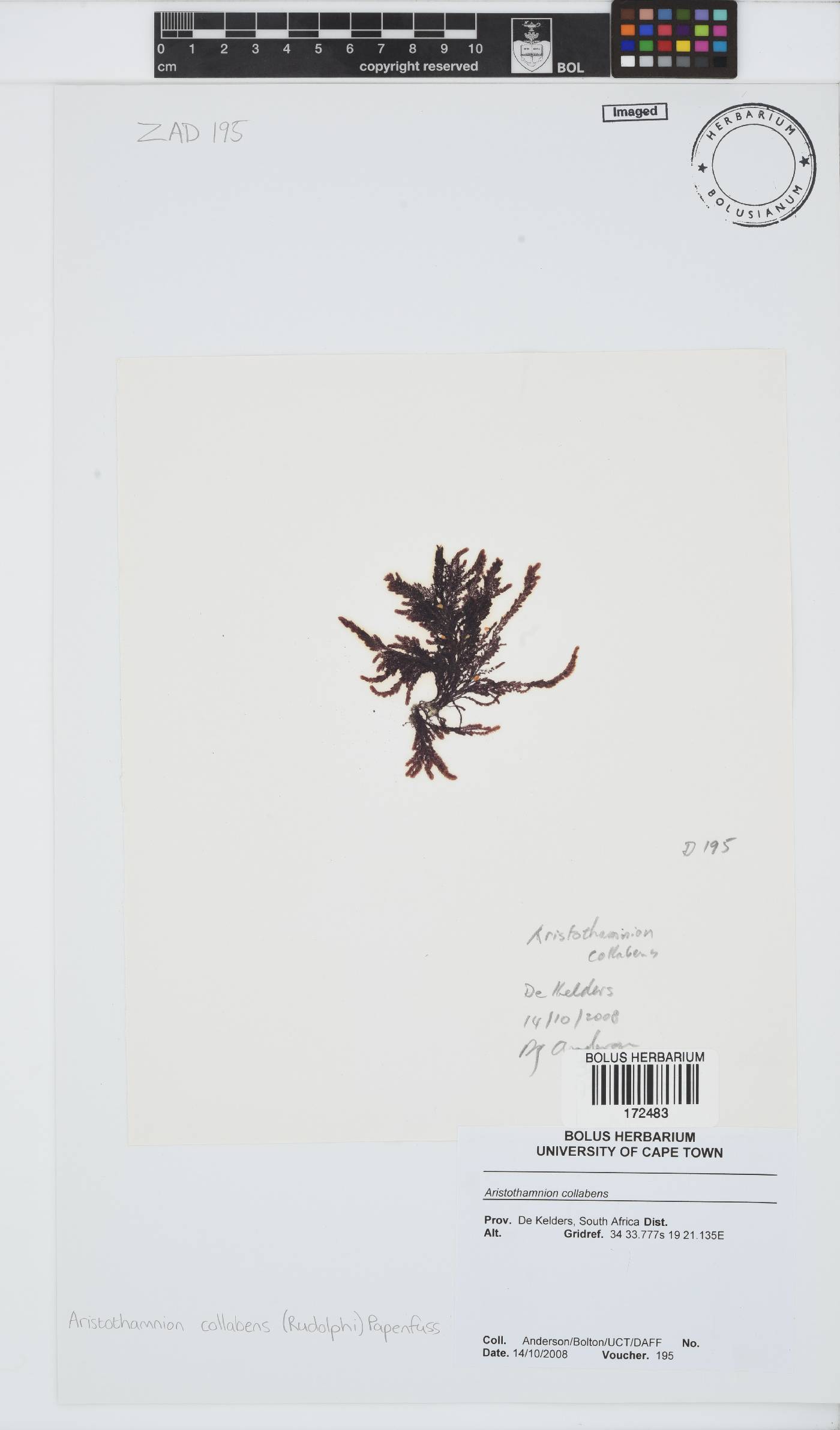 Callithamnion collabens image