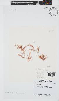 Anotrichium tenue image