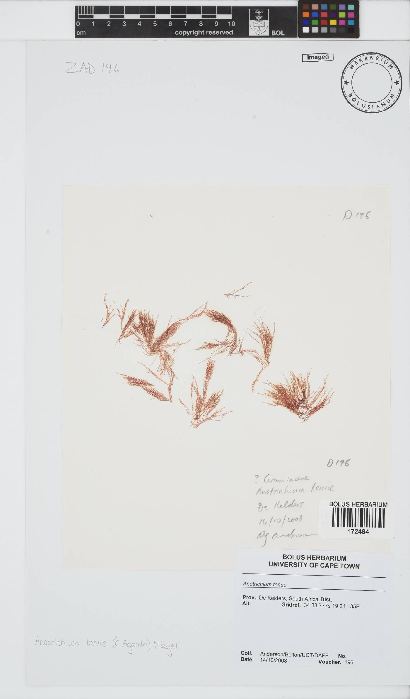 Anotrichium tenue image