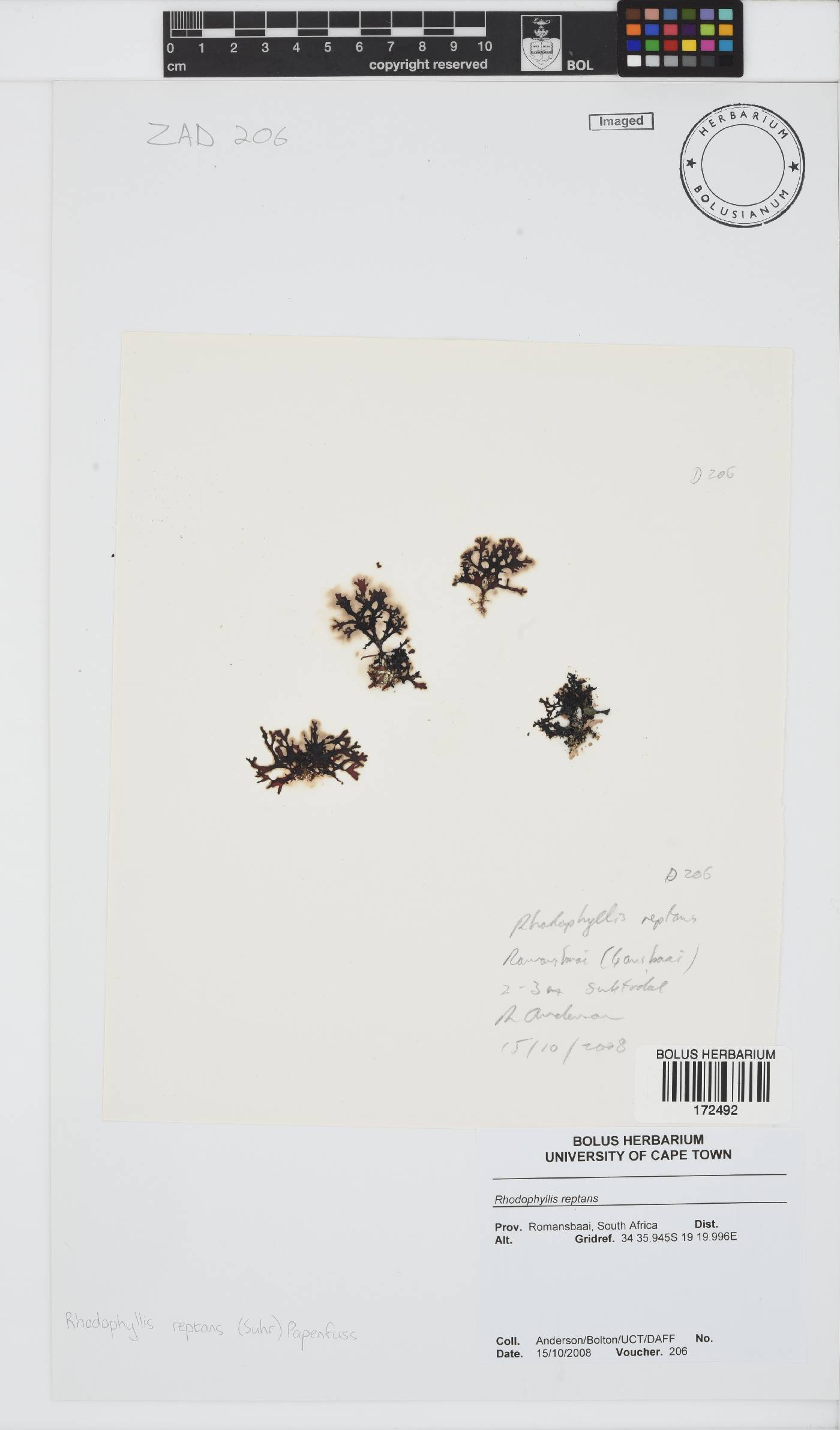 Rhodophyllis reptans image