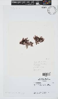 Tayloriella tenebrosa image