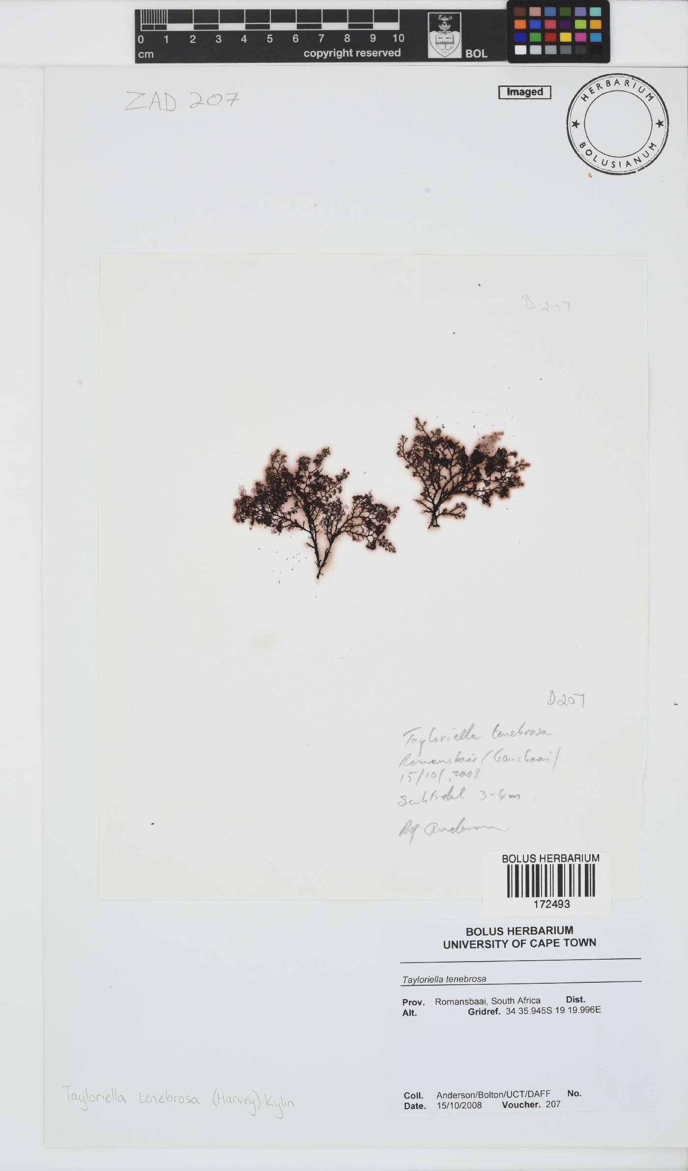 Tayloriella image