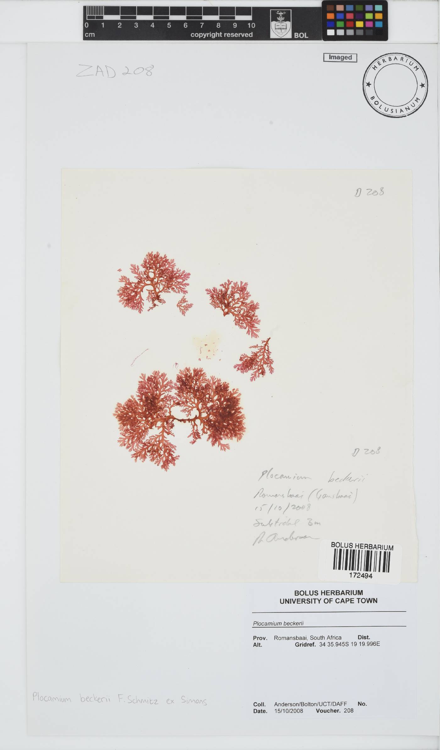 Plocamium beckeri image