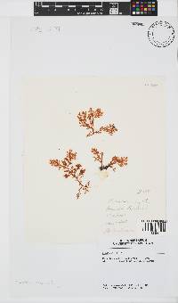 Plocamium rigidum image