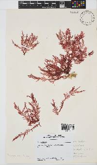 Plocamium suhrii image