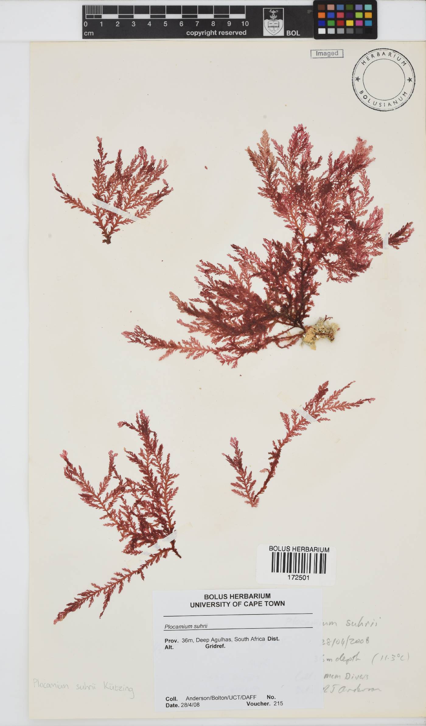 Plocamium suhrii image