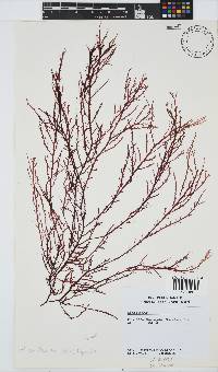 Delisea flaccida image