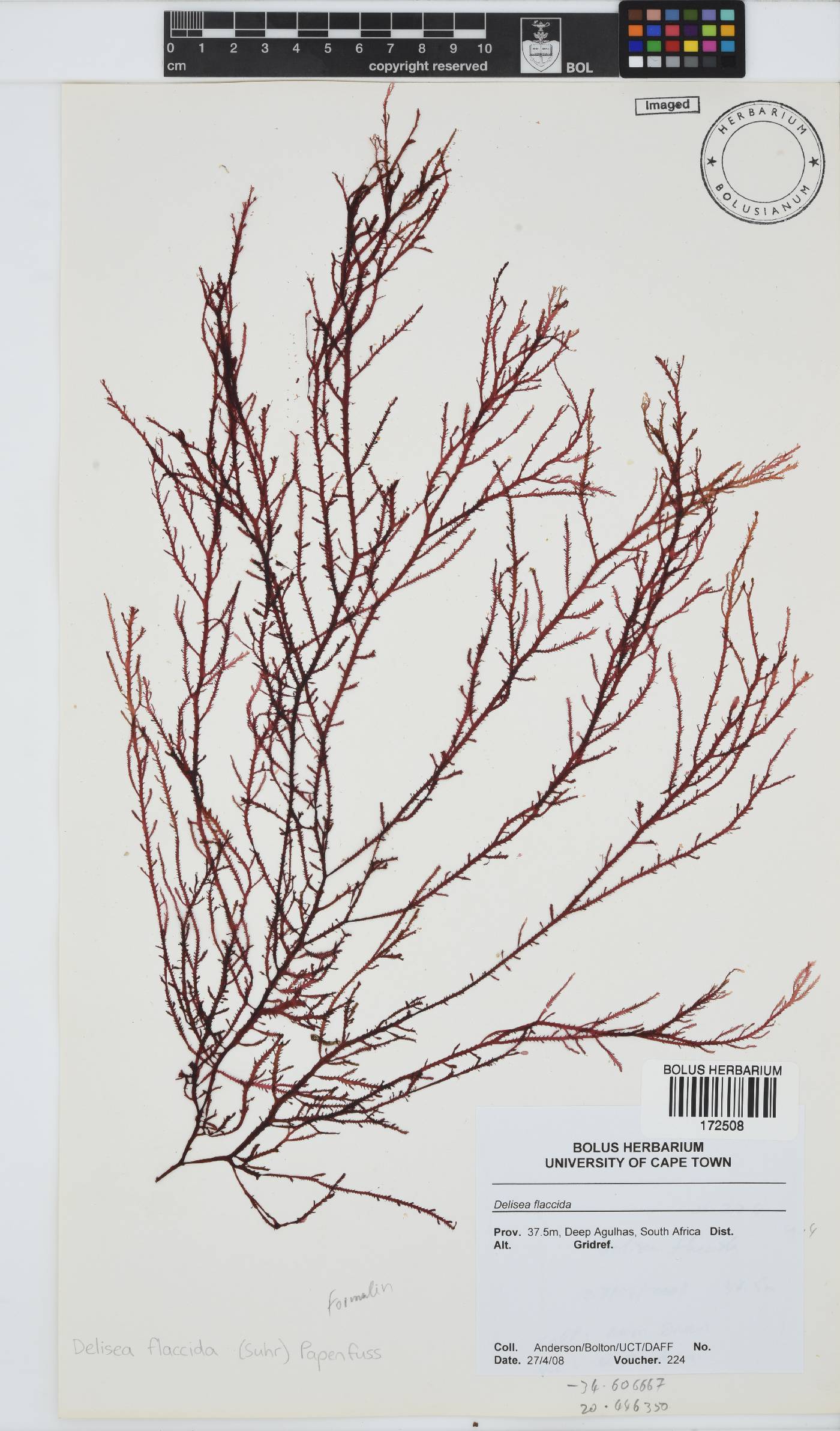 Delisea flaccida image