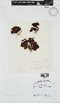 Sonderophycus capensis image