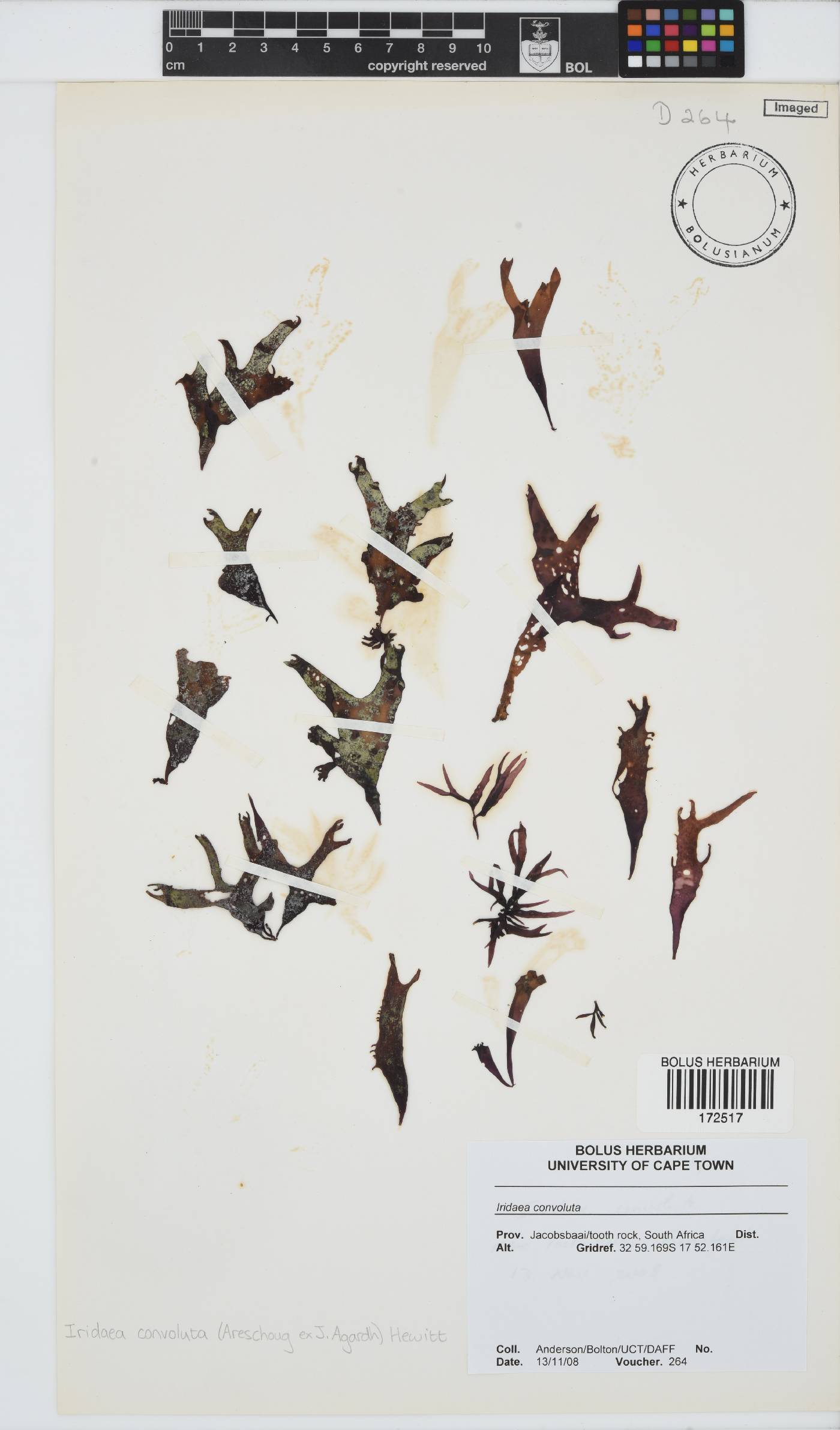 Iridaea convoluta image