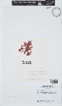Paraglossum papenfussii image