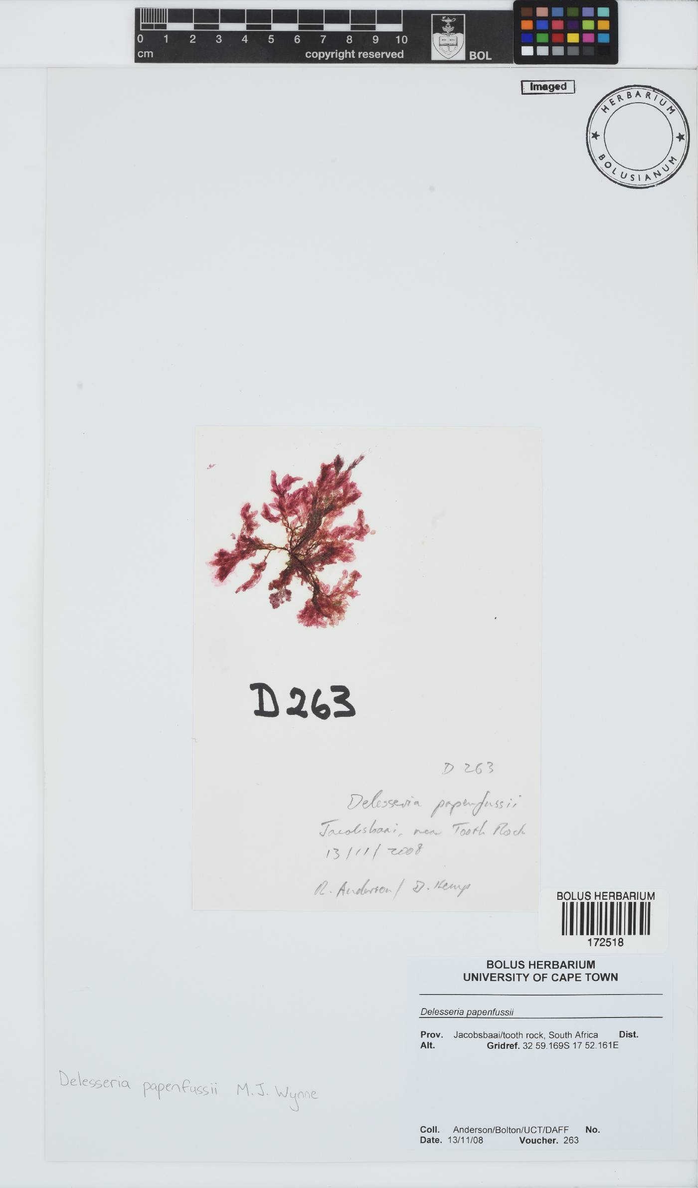 Paraglossum image