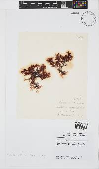 Plocamium cornutum image