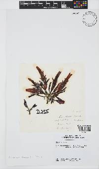 Sarcothalia stiriata image