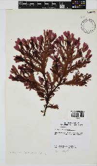Neuroglossum binderianum image