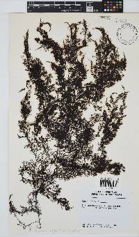 Carradoriella virgata image