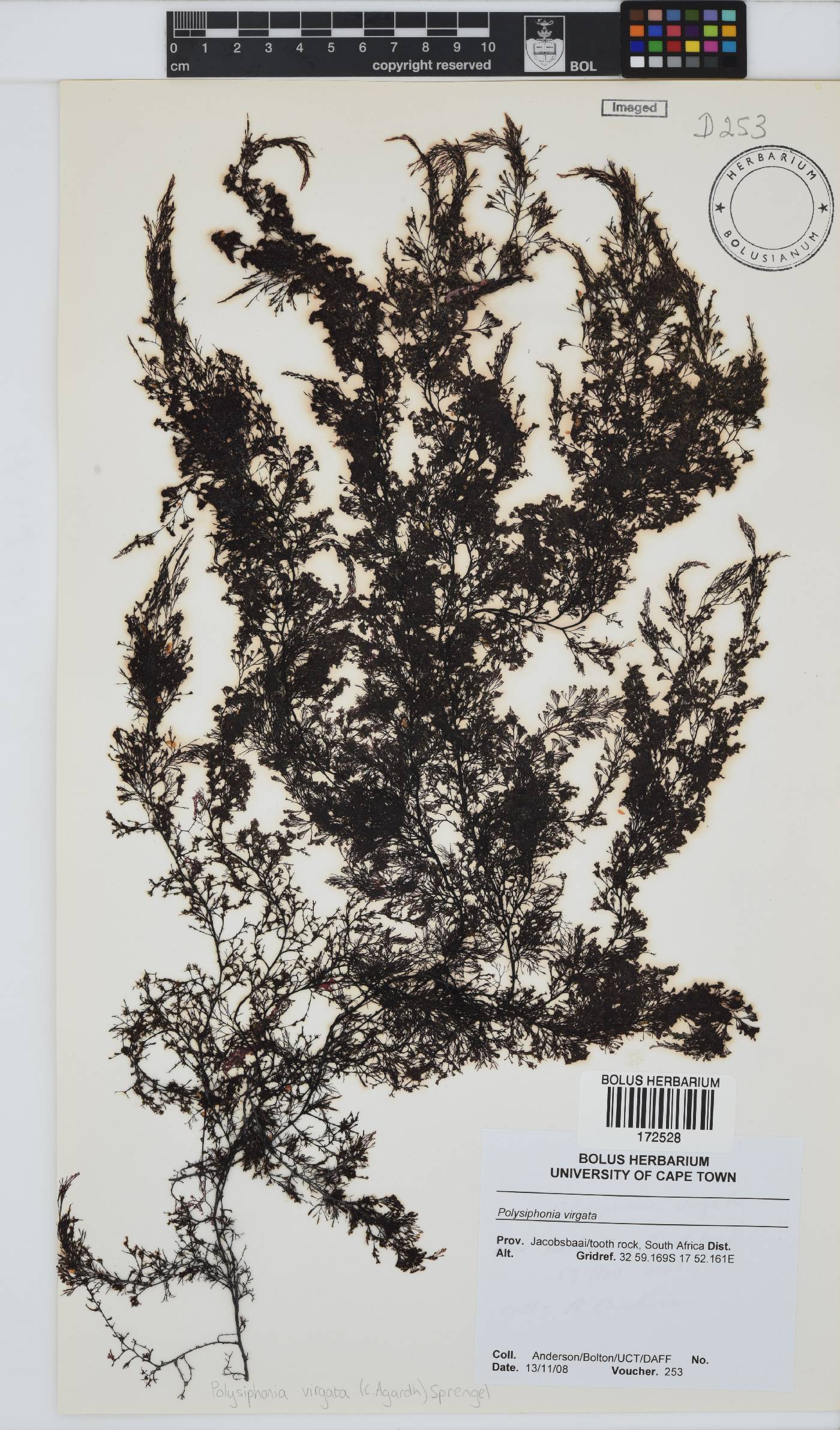 Carradoriella virgata image