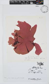 Schizymenia apoda image
