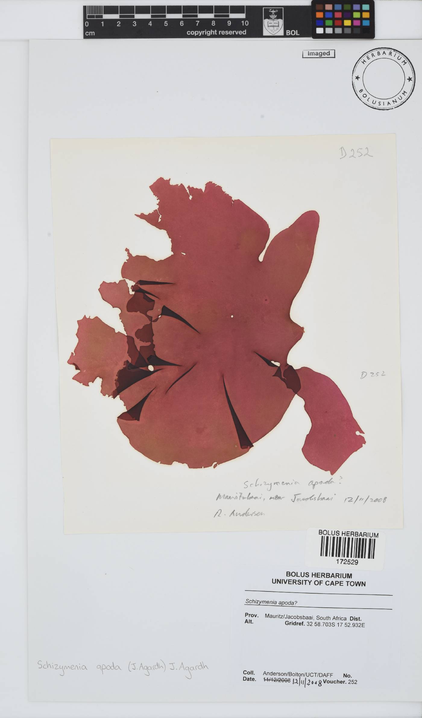 Schizymeniaceae image