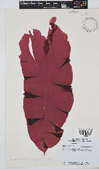 Schizymenia apoda image