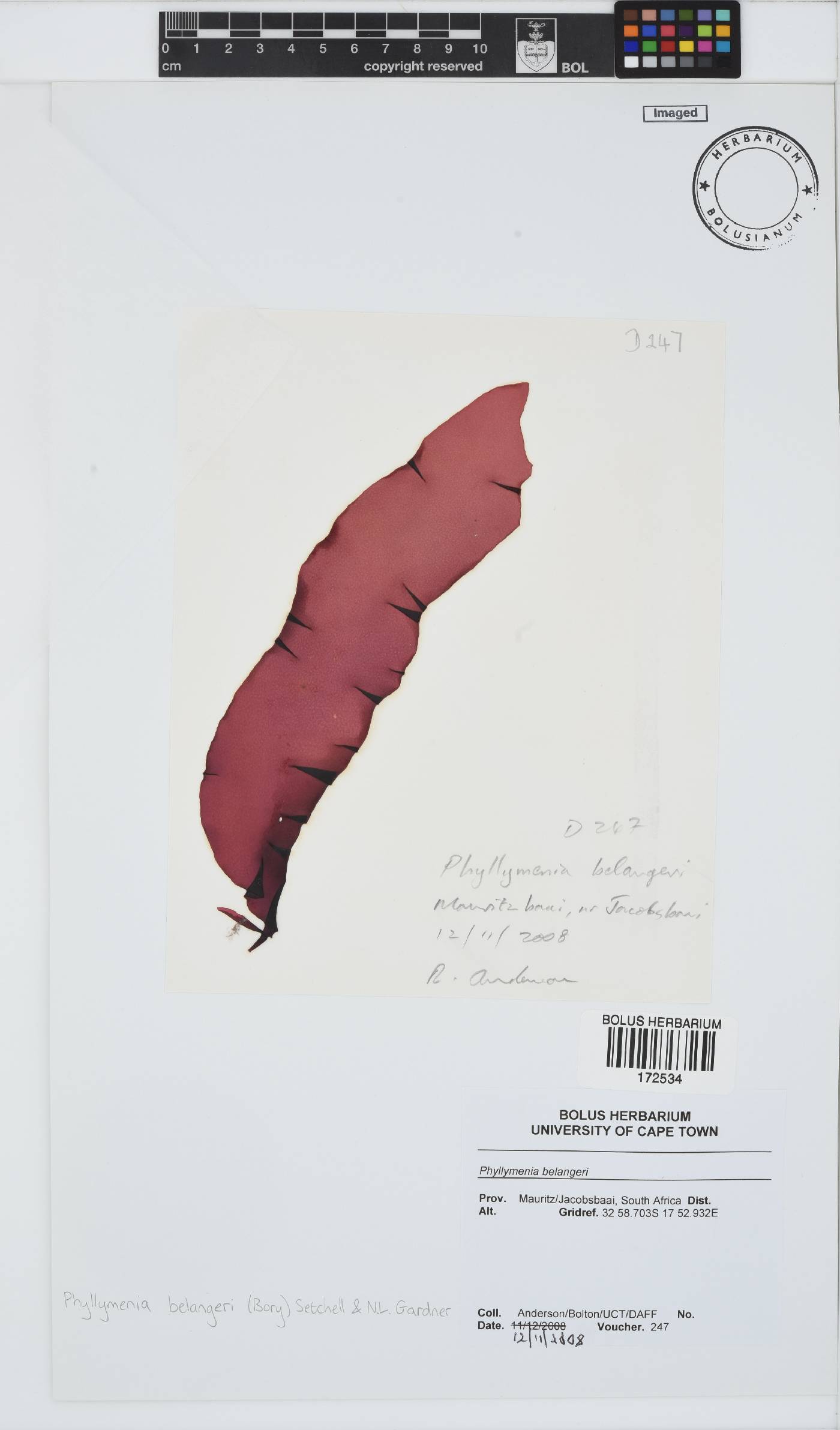 Phyllymenia belangeri image