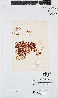 Plocamium rigidum image