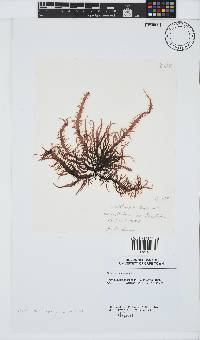 Phyllymenia capensis image
