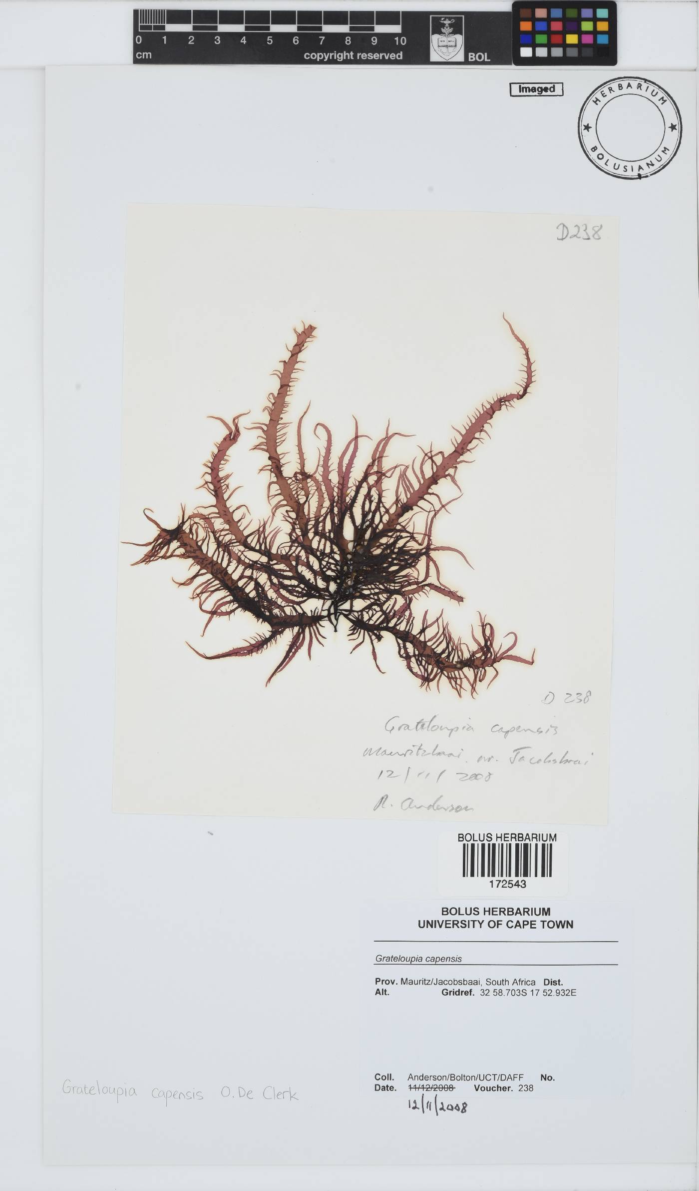 Phyllymenia capensis image