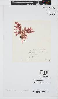 Carpoblepharis flaccida image