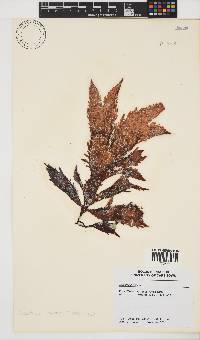 Sarcothalia stiriata image