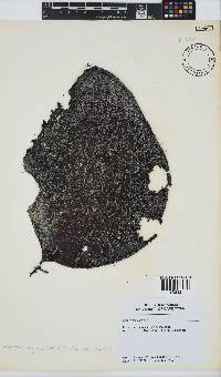 Gigartina polycarpa image