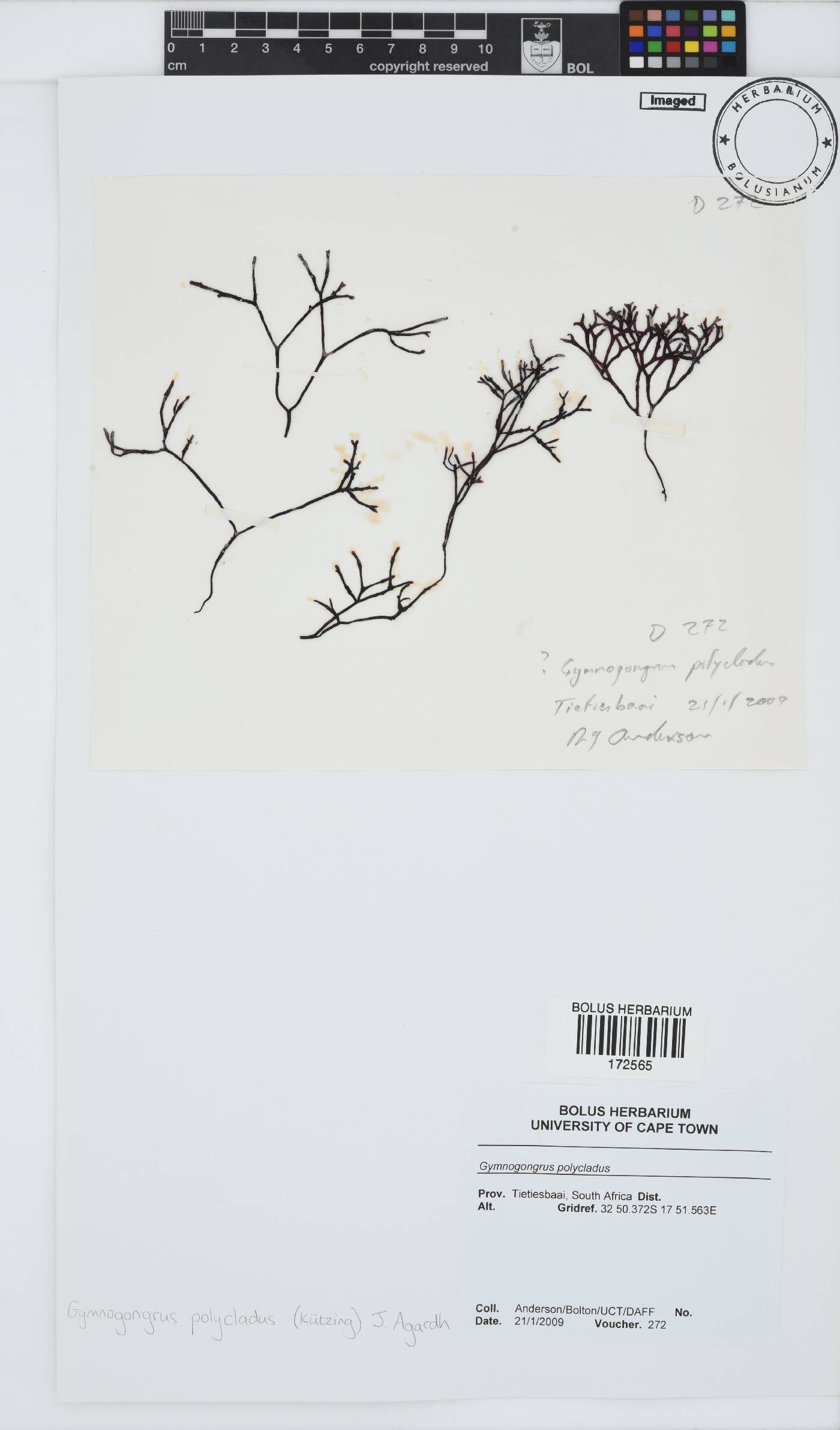 Ahnfeltiopsis polyclada image