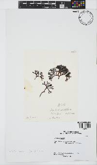 Sarcothalia scutellata image