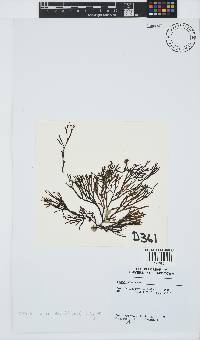 Scinaia salicornioides image