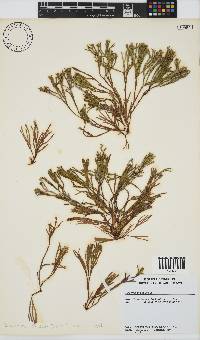 Dichotomaria obtusata image