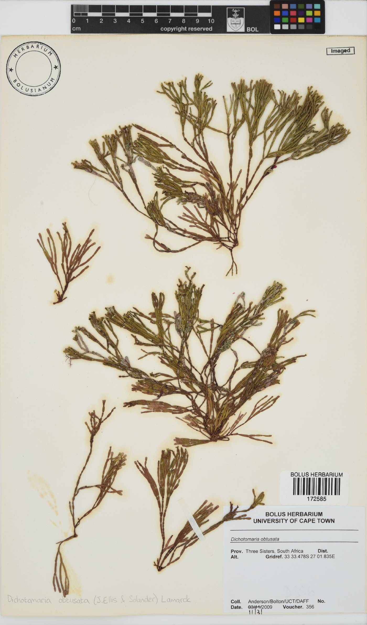 Dichotomaria obtusata image