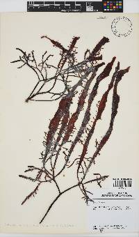 Sarcodia dentata image