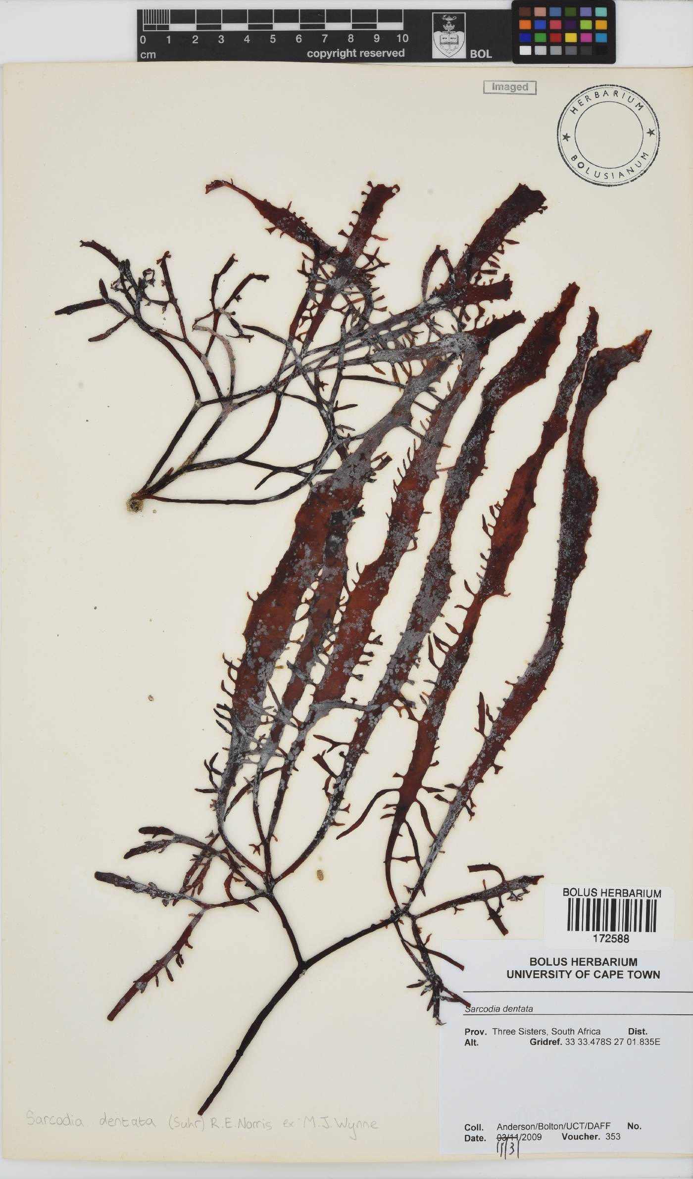Sarcodia dentata image