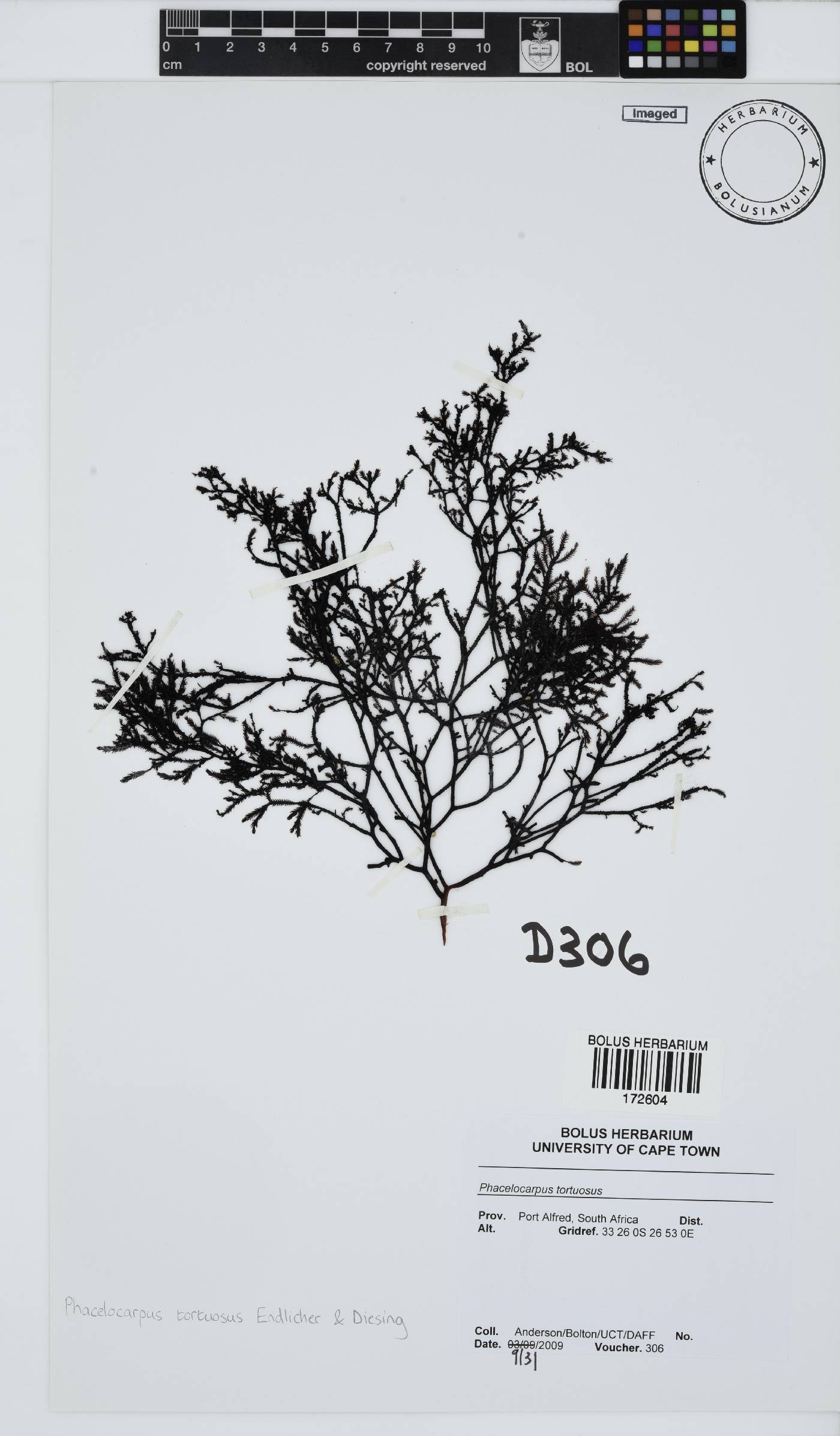 Phacelocarpus image