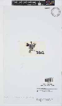 Gigartina insignis image