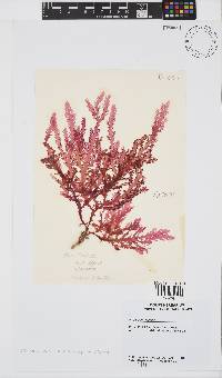 Image of Plocamium robertiae