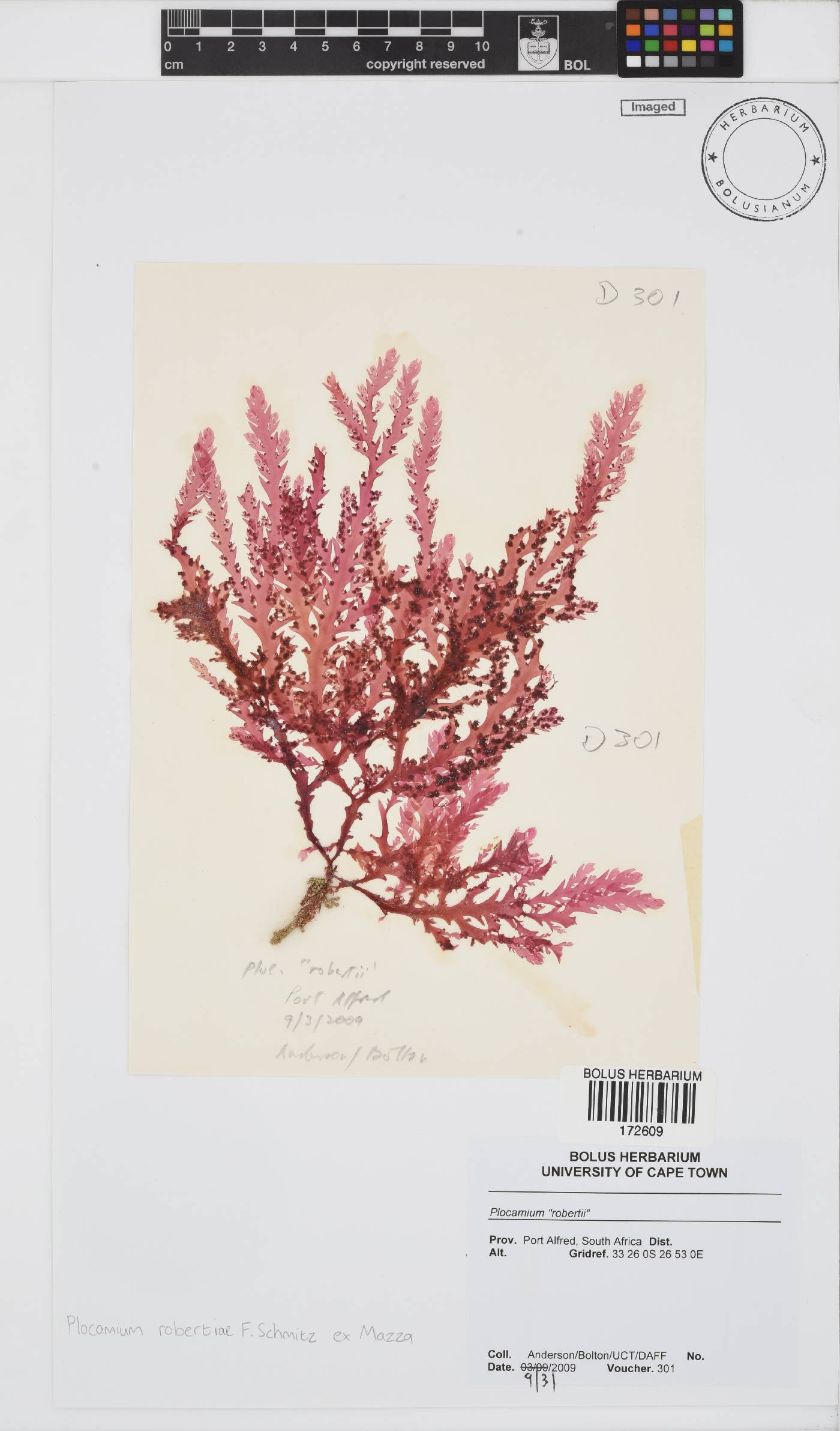 Plocamium robertiae image