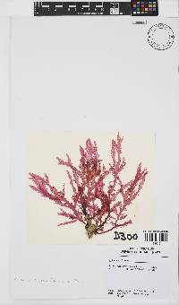 Plocamium robertiae image