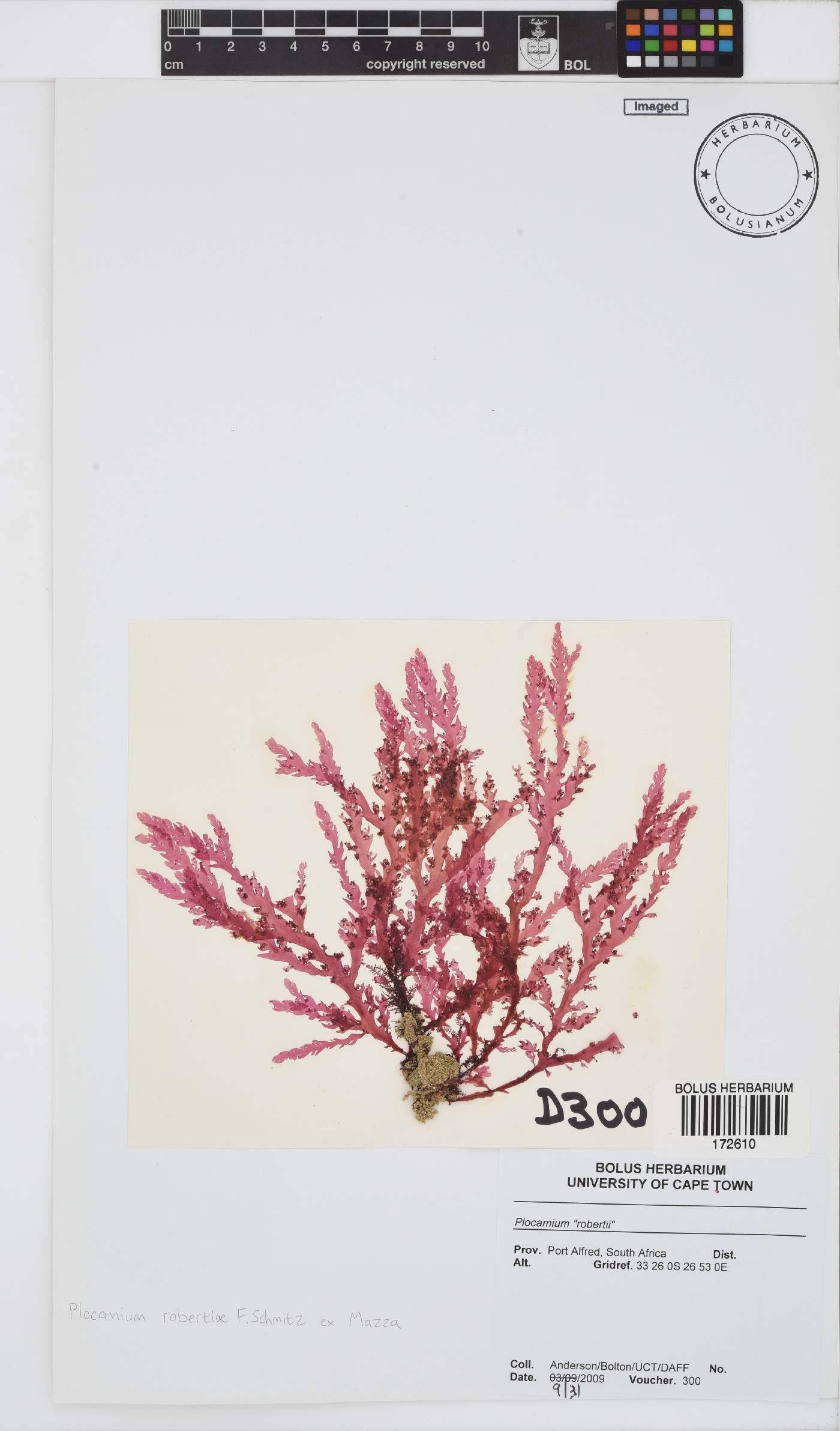 Plocamium robertiae image