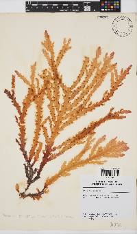 Plocamium corallorhiza image