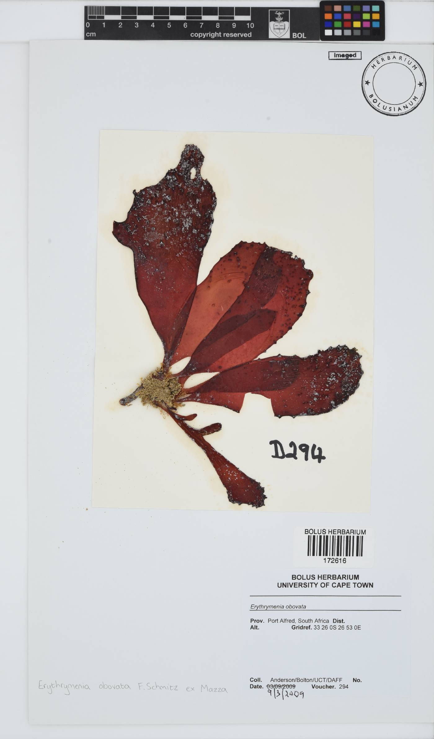 Hymenocladiaceae image