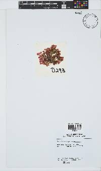 Botryocladia madagascariensis image