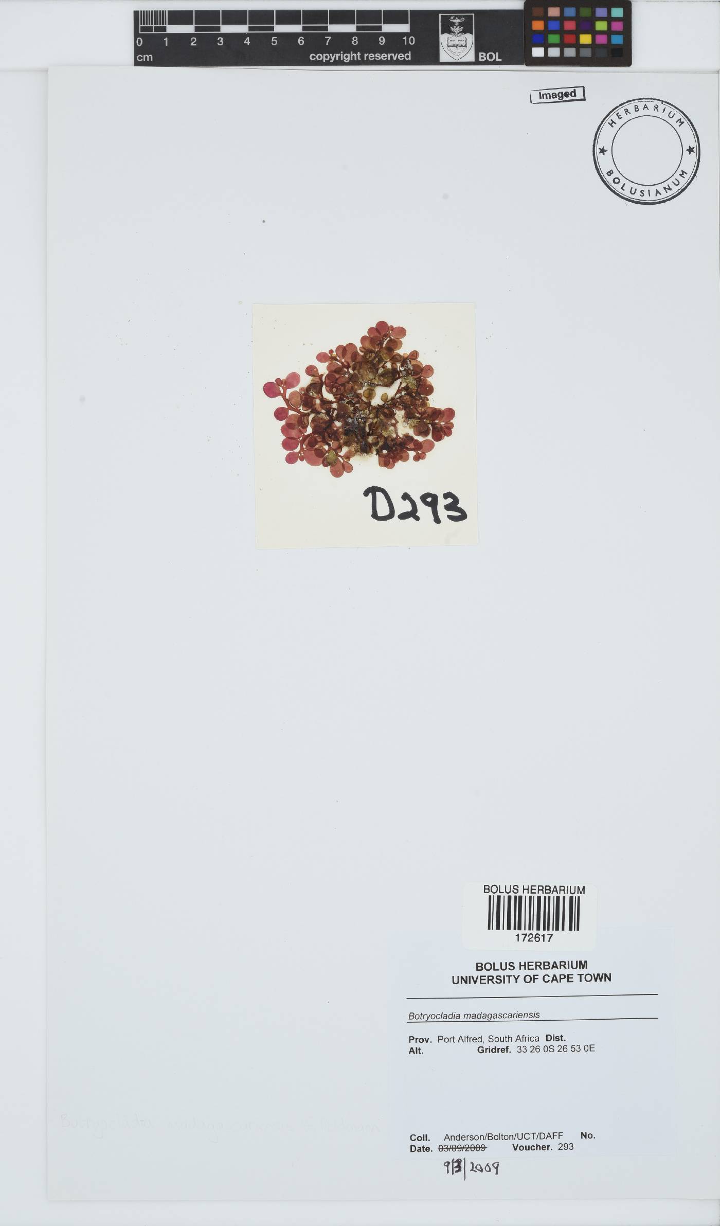 Botryocladia madagascariensis image