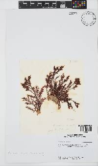 Plocamium cornutum image